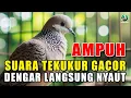Lagu 2 DETIK AJA, PERKUTUT LOKAL GACOR 100% EMOSI LANGSUNG NYAUT DENGAR PANCINGAN KUTUT LOKAL GACOR GAYER