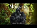 Download Lagu Monkeys \u0026 Primates 4K - Scenic Wildlife Film With Calming Music
