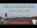 Lagu Prin paduri salbatice / Cerbi ,plante si ciuperci/ in cautarea sanatatii 