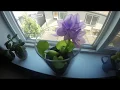 Download Lagu Hyacinth Flowers Time lapse-Hoa Luc Binh