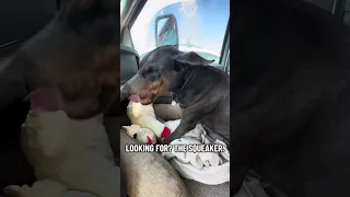 #fyp #dream #doberman #pets #youtube