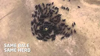 Hay ring vs a Hustler Bale Feeder Comparison