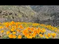 Los Olivos California Driving through Figueroa Mountain Wild flowers