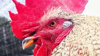 EL SILENCIO DE LOS GALLOS #feedshorts #shorts #gallos #ayam