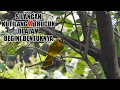 Download Lagu BURUNG SILANGAN KUTILANG X TRUCUKAN DI ALAM LIAR..KOK BISA YA..BURUNG HYBRID MACAM APA INI..??
