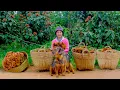 Download Lagu Harvest Curry Fruit To Sell At The Market – Used For Cooking Color Base, Garden, Raise Poultry, Farm