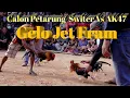 Download Lagu ayam sabung switer calon petarung #