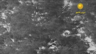 بحال الصفصاف تخلوني سعدون جابر 