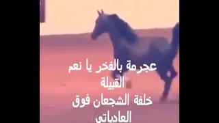 شيلة صبيان الصباح العجارمة 