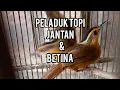 Download Lagu Ciri peladuk topi hitam jantan \u0026 betina !!