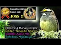 Download Lagu Masteran Burung Luar Negeri Suara Unik Hutan - Golden-crowned Sparrow HD AUDIO