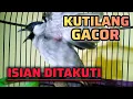Lagu KUTILANG GACOR ISIAN PALING DITAKUTI 
