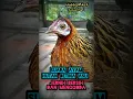 Download Lagu suara ayam hutan betina asli, jernih jelas dan menggoda 😘😘😘