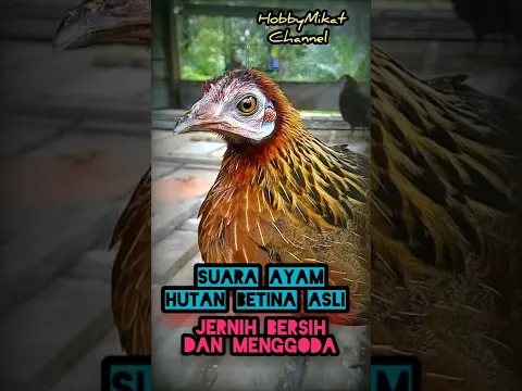 Download MP3 suara ayam hutan betina asli, jernih jelas dan menggoda 😘😘😘