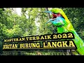Download Lagu Jeritan burung LANGKA | MASTERAN TERBAIK 2022