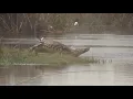 Download Lagu Back up shot on a good Caprivi trophy crocodile.