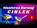 Download Lagu Masteran Burung Ciblek