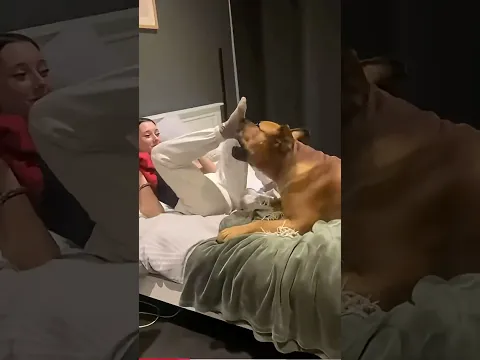 Cheeky Boerboel Puppy