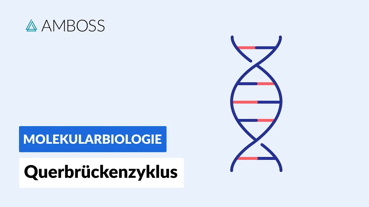 Querbrückenzyklus - Biochemie - Physiologie - AMBOSS Video