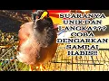 SUARA VARIASI JALAK NIAS YANG UNIK DAN FULL ISIAN||GACOR DILUAR KANDANG SUARA TOP!!
