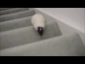 Rat Races up the Stairs