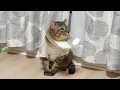 Download Lagu お迎えした保護猫の傷を治すために初めてエリザベスカラーをつけたら…