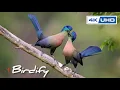 Download Lagu Birds in Love: The Amazing World of Mating and Courtship