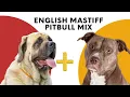 English Mastiff Pitbull Mix - The Ultimate Gentle Giant