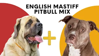 English Mastiff Pitbull Mix - The Ultimate Gentle Giant