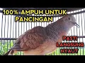 Download Lagu PERKUTUT BANGKOK GACOR SUARA AMPUH UNTUK PANCINGAN 100% NYAUT SEMUA