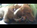 DREAM Dachshund Rescue