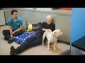 Download Lagu Paul O'Grady: For the Love of Dogs S09E03 Full Episode
