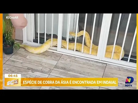 Espécie da Ásia: cobra píton gigantesca é encontrada em Indaial