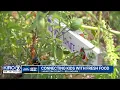 Western Washington Gets Real Connecting kids with fresh food in Whatcom County