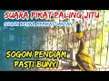 Download Lagu SOGON BETINA PIKAT MEMANGGIL JANTAN AMPUH UNTUK PANCINGAN SOGON AGAR BUNYI DAN NAIK BIRAHI