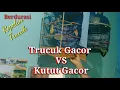 Download Lagu Trucuk Gacor Vs Kutut Saling Serang Suara