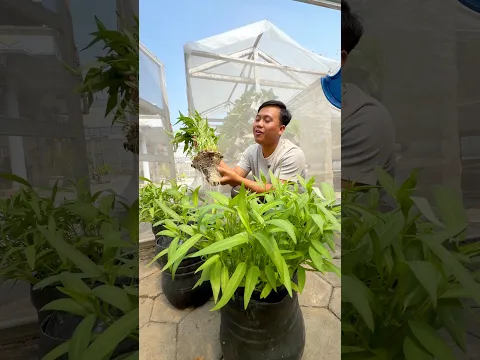 KAPUK + GALON BEKAS di kebun halaman rumah ππ