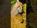 Snakehead Fish Catching With Hands 🤣😂#funny #Shorts #Viral #reels #popularshorts #amazing