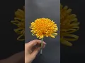 Download Lagu Paper Marigold! #viral#shorts#trendingshorts#howto#youtubeshorts#craft#diy#flowers#papercraft#easy