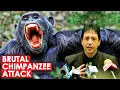 Brutal Chimpanzee Attack and The Cop That Intervened The Story of Travis