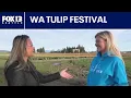 Tulip festival begins today Here s what you ll see FOX 13 Seattle