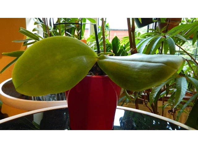 MISS ORCHID GIRL PLANTS SEVEN MONTHS ON!