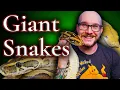 Are Big Snakes Actually Dangerous Meet My 13 Foot Python