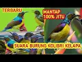 Download Lagu SUARA PIKAT KOLIBRI KELAPA RIBUT | Kombinasi suara kolibri kelapa ribut!!!  paling mantap