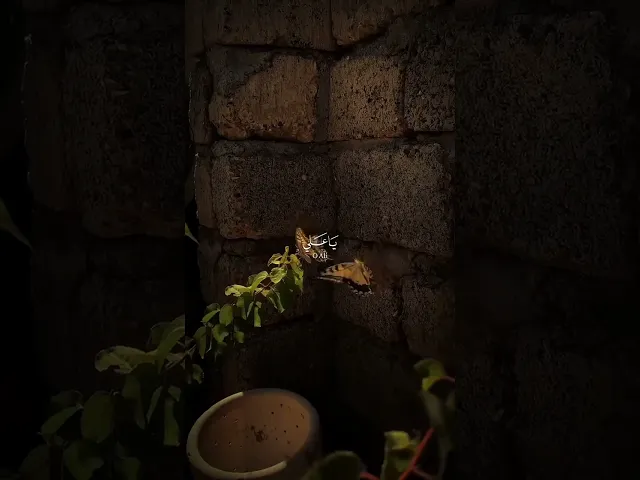 ⁣إكْفِيانِي فَإنَّكُما كافِيانِ 🤍🌱 ،