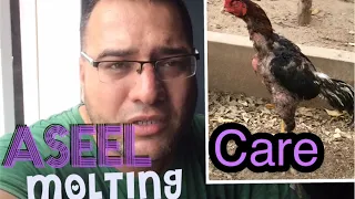 aseel molting kareej tips
