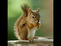 Central Park Squirrel Census Date Cleaning Python jupyter notebook and ChatGPT