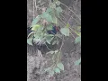 Download Lagu Kalij Pheasant || Pheasant #birds #birdenthusiast #birdslover #birdlover #bird #nature #birdwatching