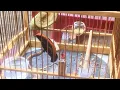 Download Lagu SUARA BURUNG : Masteran Kemade Kepala Merah Gacor