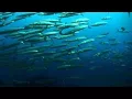 Barracuda Devours Lionfish